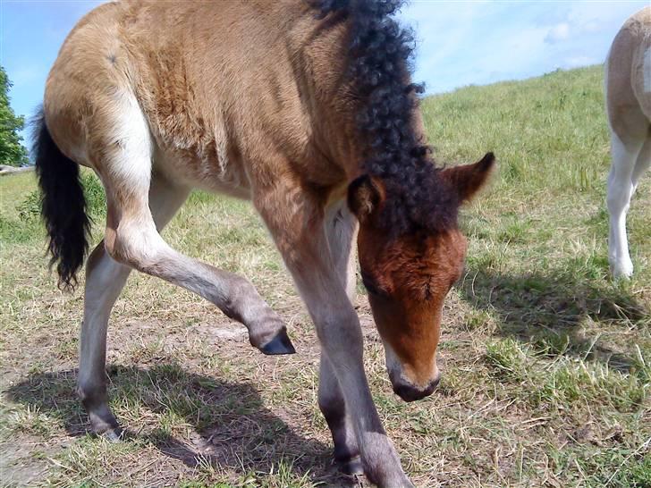 Islænder Mosedalens Kríla billede 15