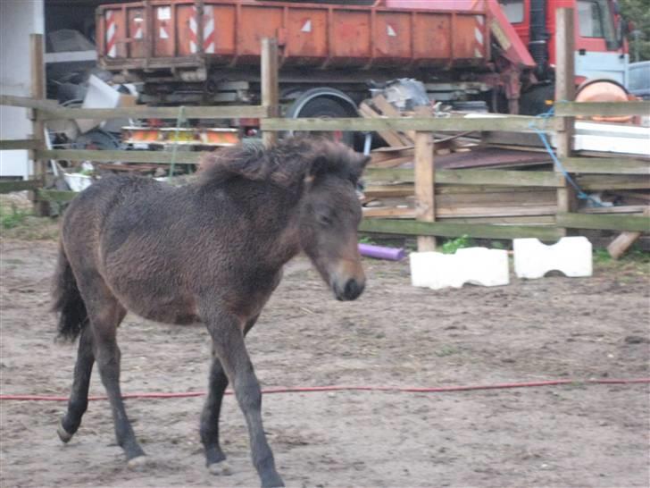 Islænder Mosedalens Kríla billede 16