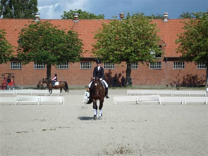 Dansk Varmblod teglhøjgårds master R.I.P - NSPR ministævne for sjov til bedømmelse :D billede 18