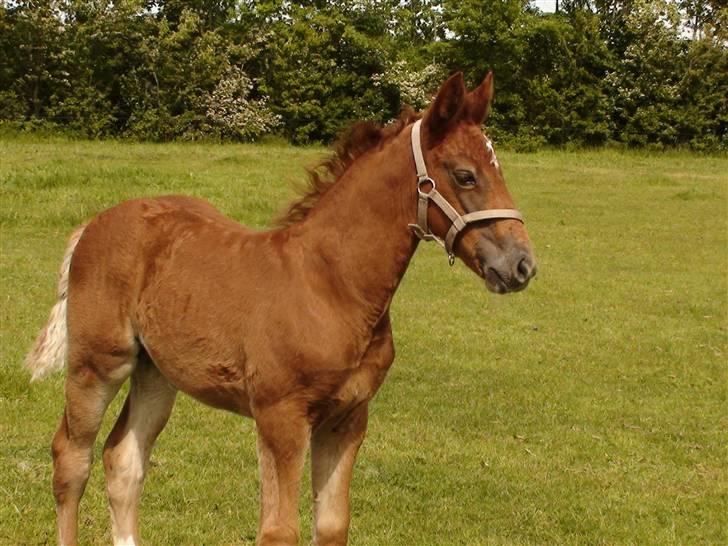 Frederiksborg Prinsesse Malou †  billede 14