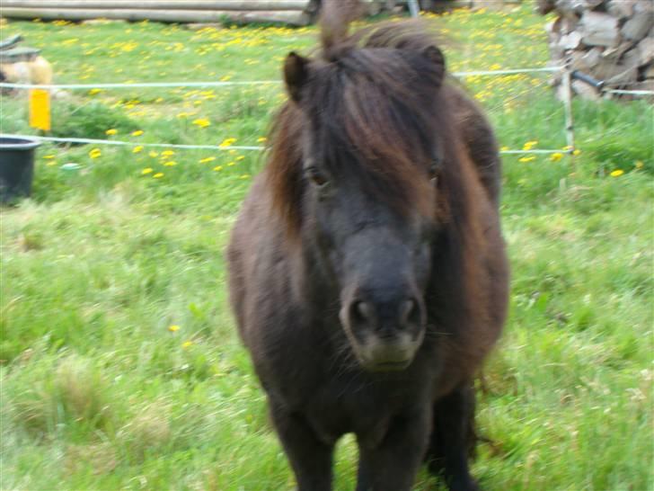Shetlænder *mini* Mie *RIP* 13/4-11  billede 15