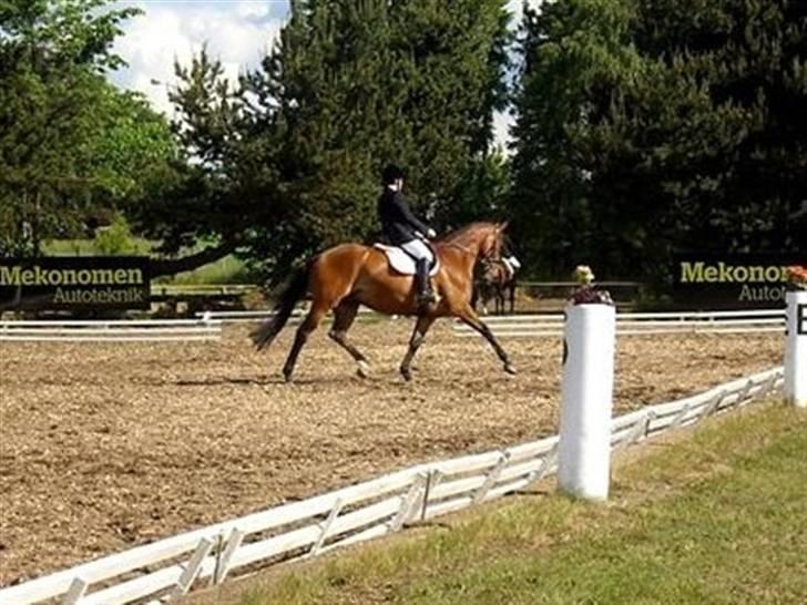 Dansk Varmblod Højvangs Kalibra - Sted: Holstebro sportsrideklub Foto: Sara billede 15