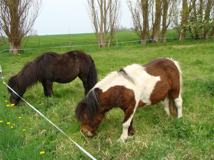 Shetlænder *mini* Mie *RIP* 13/4-11  billede 16