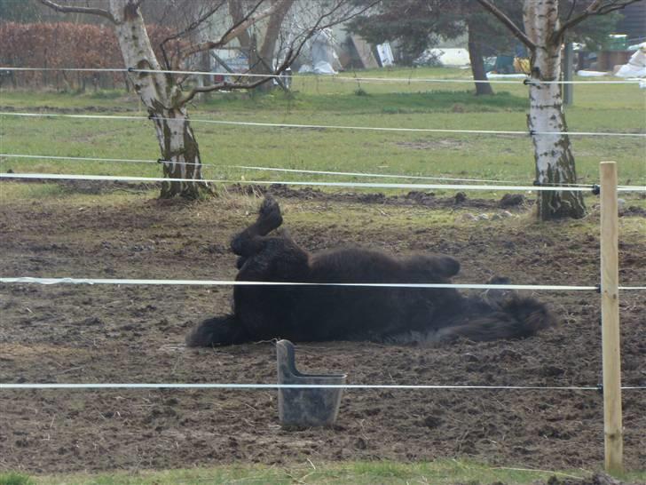 Shetlænder *mini* Mie *RIP* 13/4-11  billede 17