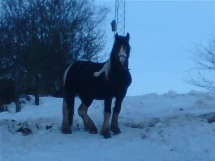 Irish Cob Mr. Pepper  billede 13