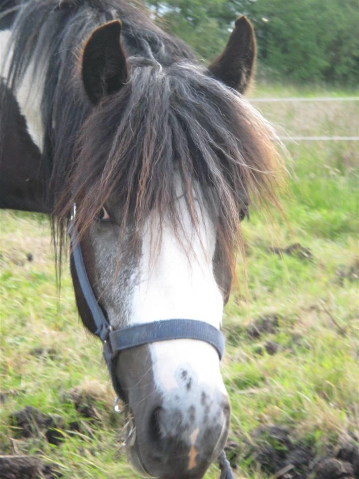 Irish Cob Mr. Pepper  billede 14