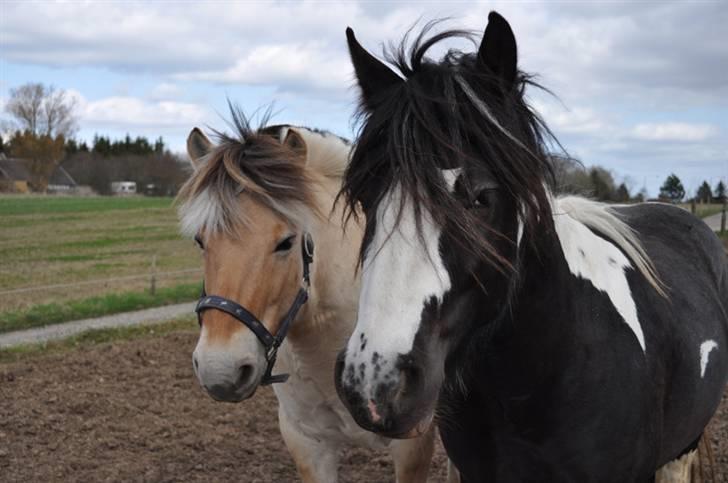 Irish Cob Mr. Pepper  billede 15
