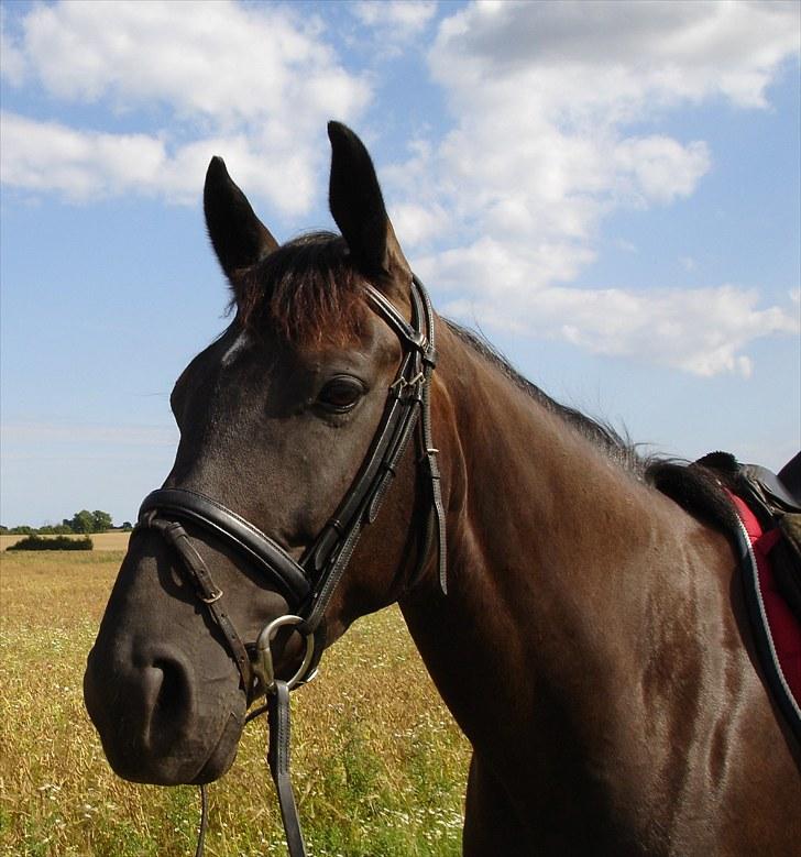 Oldenborg Honey - Velkommen til Honey´s profil billede 1
