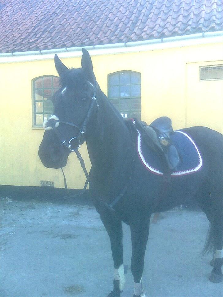 Oldenborg Honey billede 2