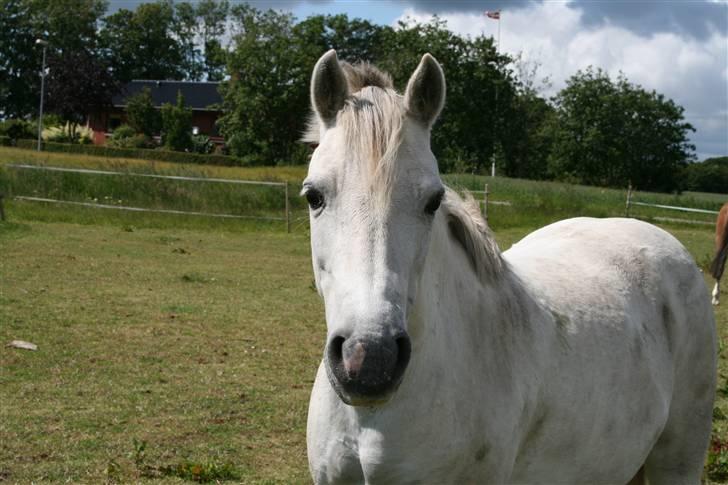 Anden særlig race - Mille Magic - kun lidt beskidt xb billede 2