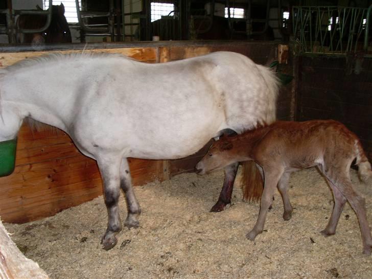 Anden særlig race Beauty Surprice  solgt billede 9