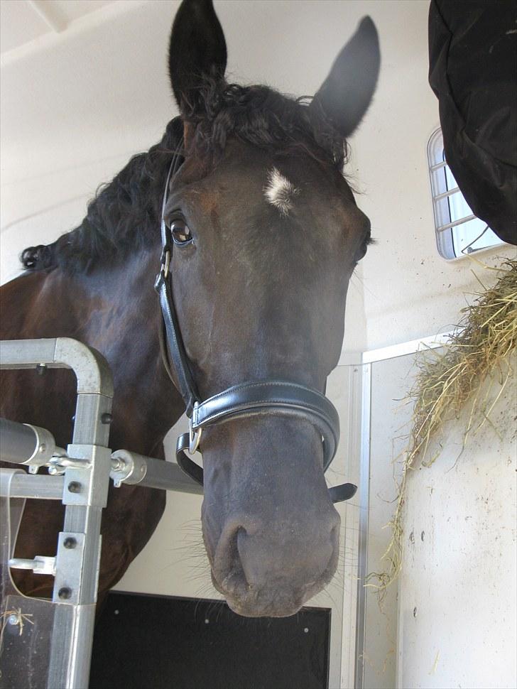 Oldenborg Honey billede 12