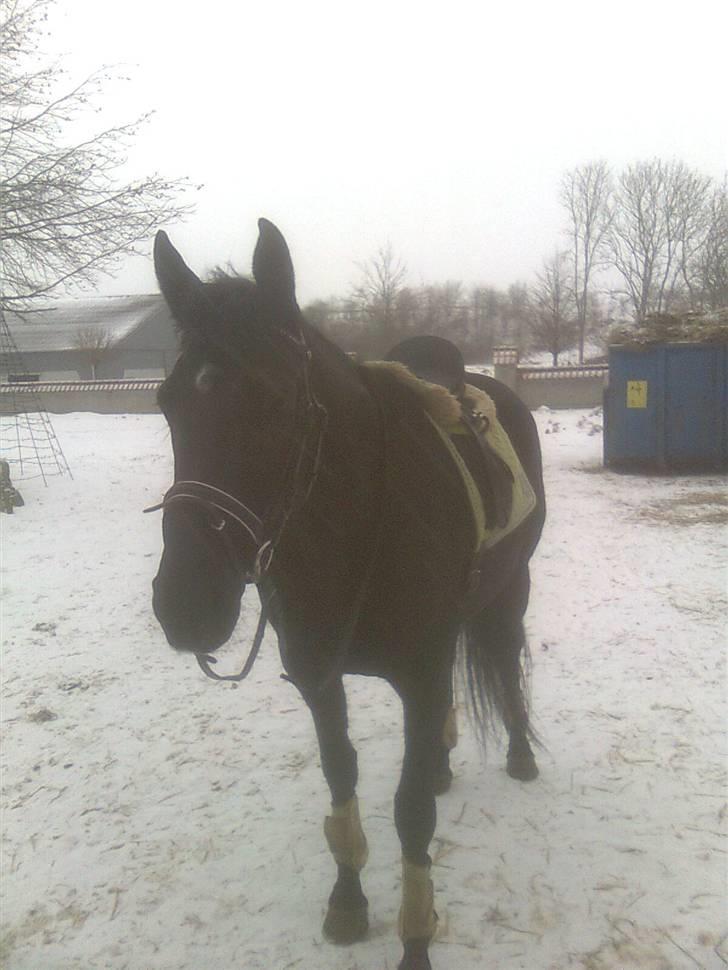 Oldenborg Honey billede 16