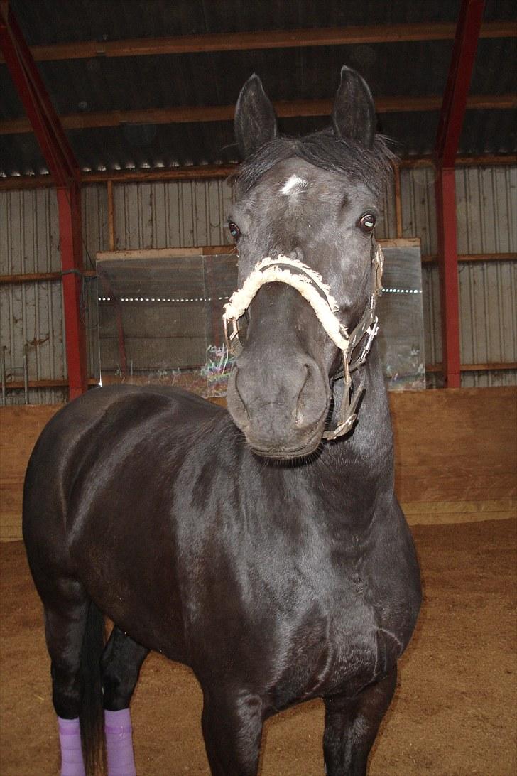 Oldenborg Honey billede 17