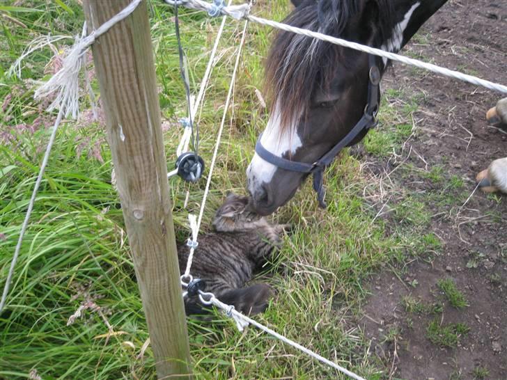 Irish Cob Mr. Pepper  billede 16