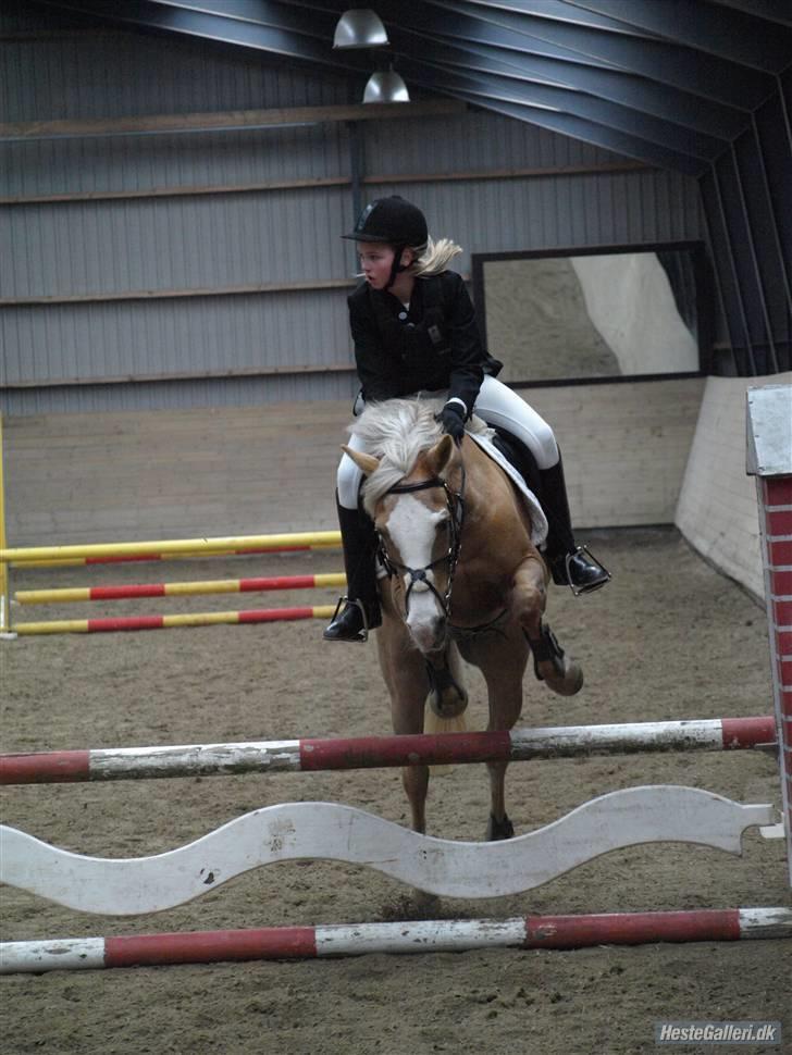 Hollandsk Sportspony  Calibra - solgt..RIP :-( - fotograf; Josefine billede 17