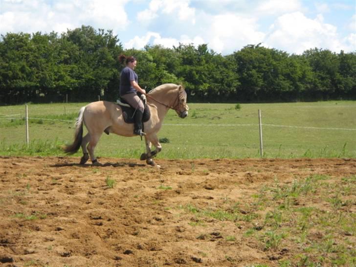 Fjordhest Campari :)<3har haft lånt billede 2