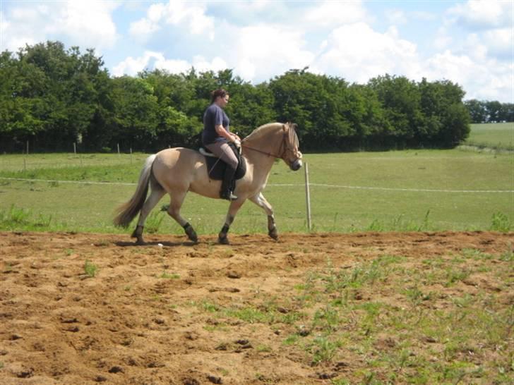 Fjordhest Campari :)<3har haft lånt billede 3