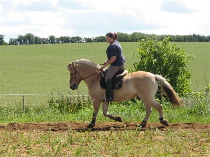 Fjordhest Campari :)<3har haft lånt billede 4