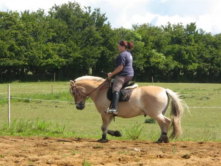 Fjordhest Campari :)<3har haft lånt billede 5