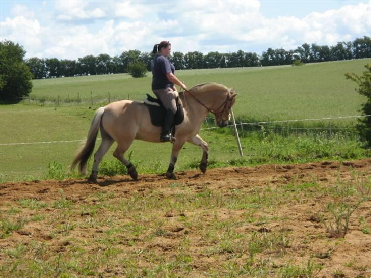 Fjordhest Campari :)<3har haft lånt billede 6
