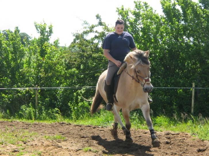 Fjordhest Campari :)<3har haft lånt billede 7