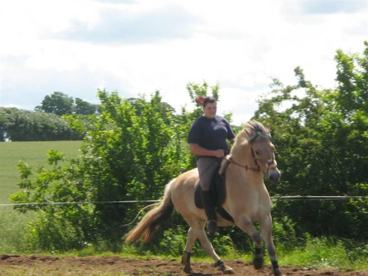 Fjordhest Campari :)<3har haft lånt billede 8