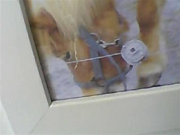 Shetlænder Freja - Så har Simone ligefået taget et godt billede af lille freja!(L´  billede 20