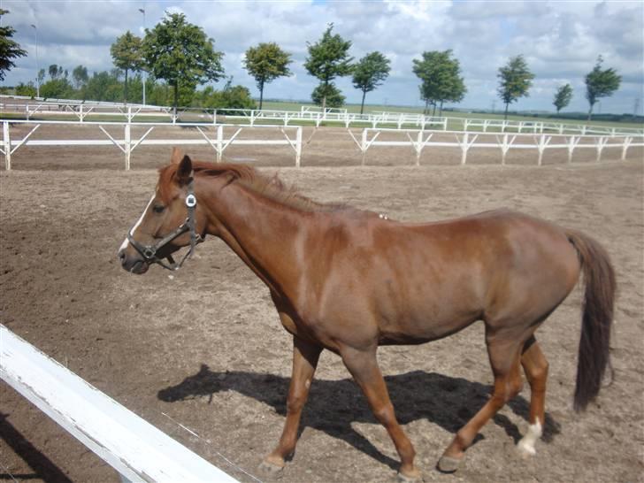 Hollandsk Sportspony Melano Van Orchid - Sommer 2009. billede 1