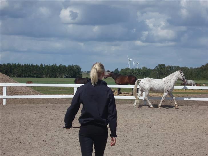 Knabstrupper Ivaldi (Solgt) billede 6