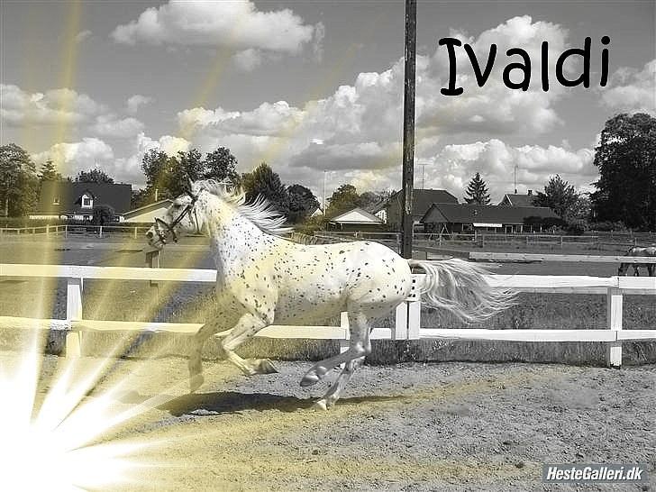 Knabstrupper Ivaldi (Solgt) billede 9