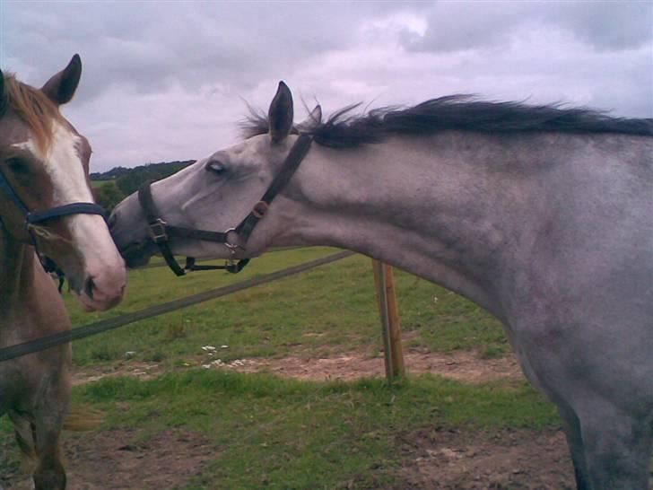 Hollandsk Varmblod Uno C billede 6