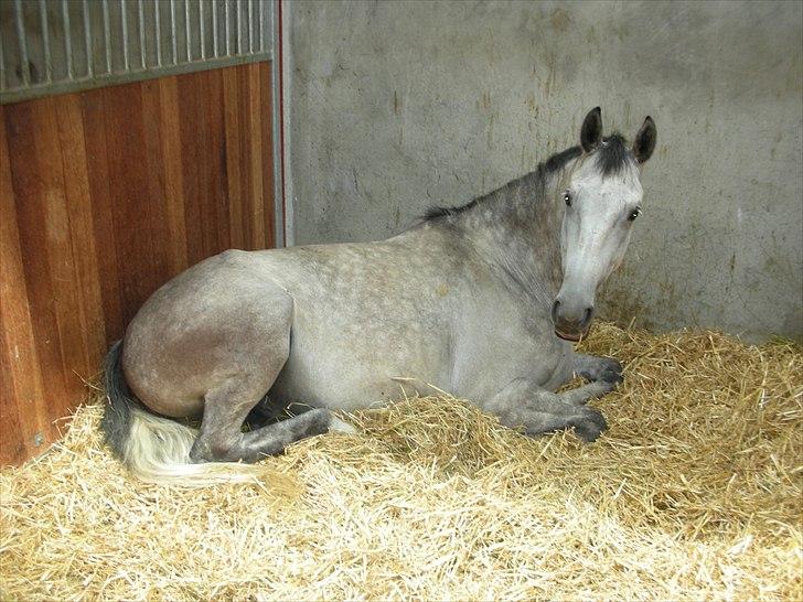 Hollandsk Varmblod Uno C billede 7