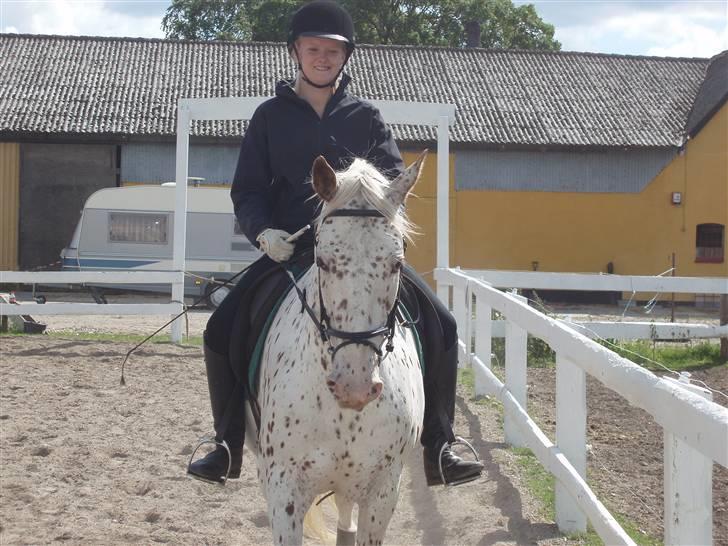 Knabstrupper Ivaldi (Solgt) billede 14