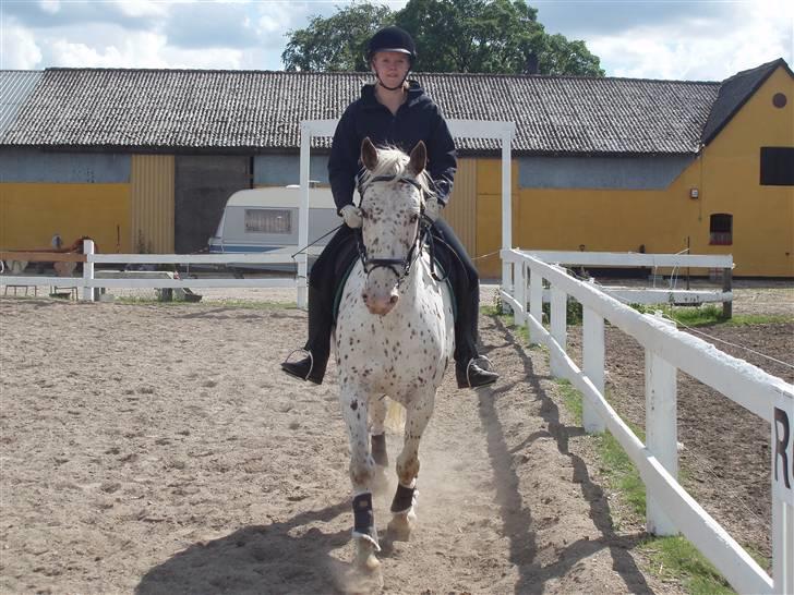 Knabstrupper Ivaldi (Solgt) billede 15