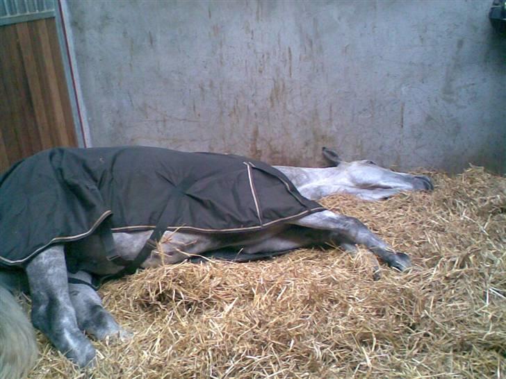 Hollandsk Varmblod Uno C billede 8