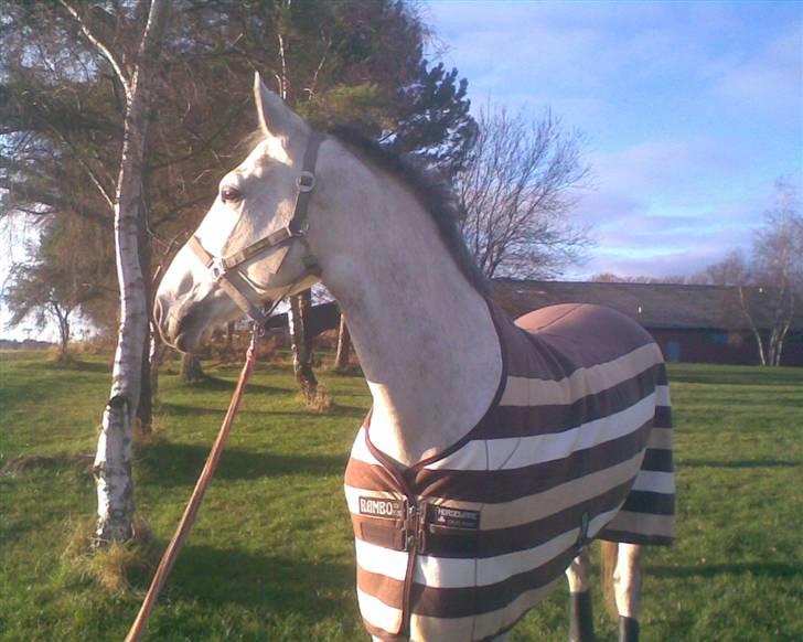 Hollandsk Varmblod Uno C billede 9