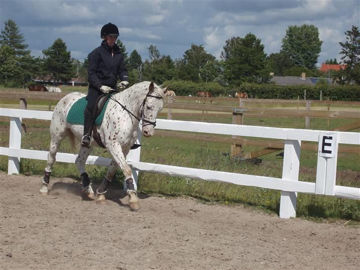 Knabstrupper Ivaldi (Solgt) billede 18