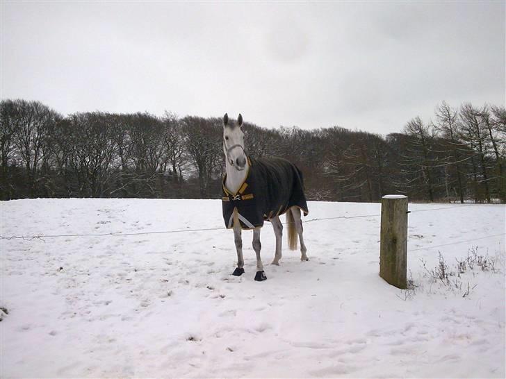 Hollandsk Varmblod Uno C billede 10