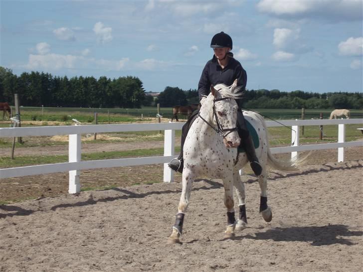 Knabstrupper Ivaldi (Solgt) billede 20