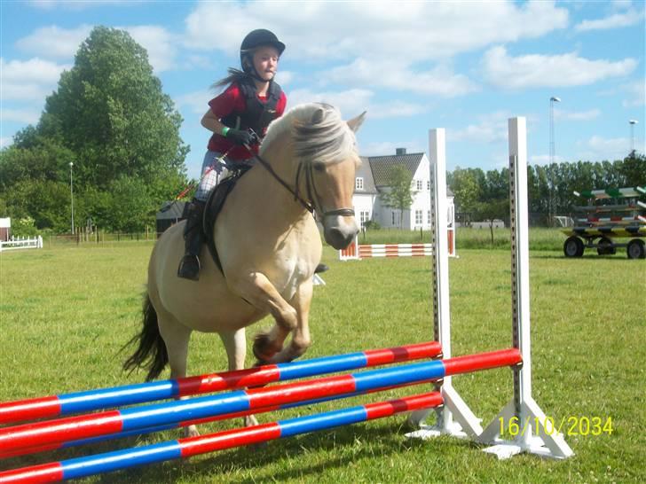 Fjordhest Freja (har redet) ;-( billede 12