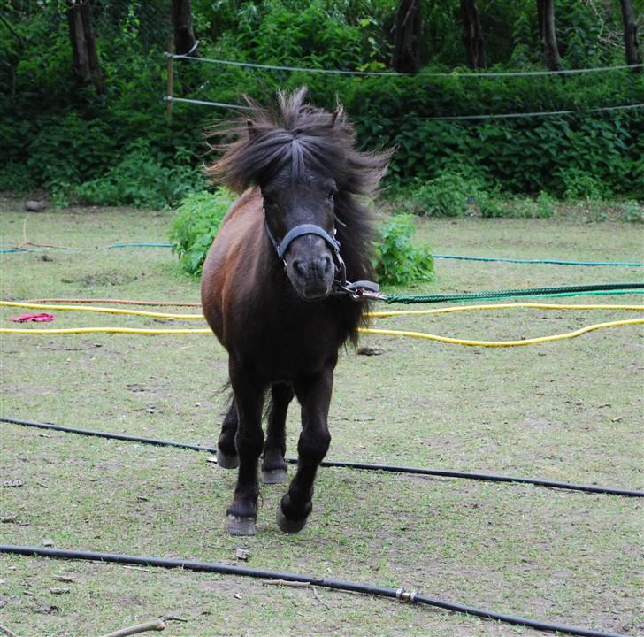 Shetlænder Beauty savner dig !! <3 - horsemanship træning;) foto: trine B #12 billede 12