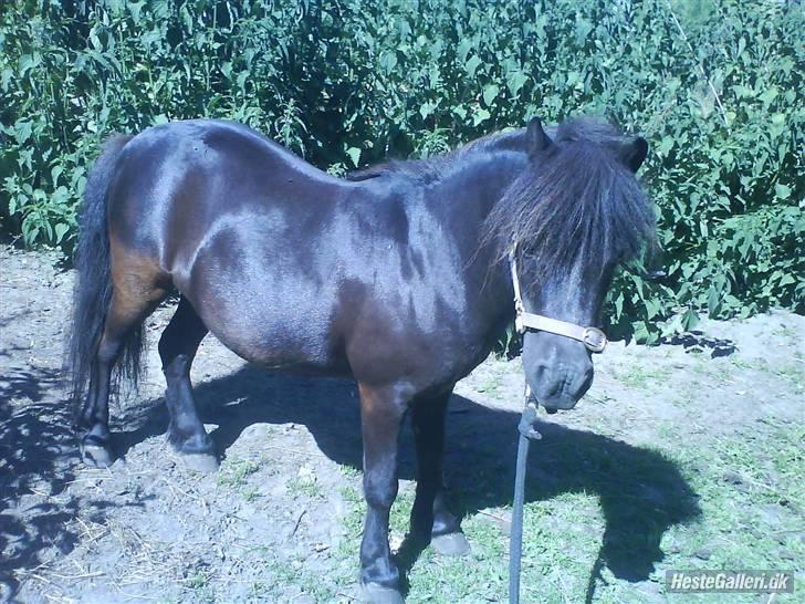 Shetlænder Beauty savner dig !! <3 - foto: mig #13 billede 13