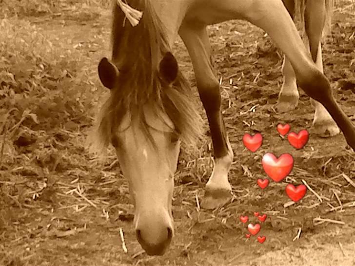 Anden særlig race Brammingborgs Cassiopia - Velkommen til Brammingborgs Cassiopia´s profil:) billede 1