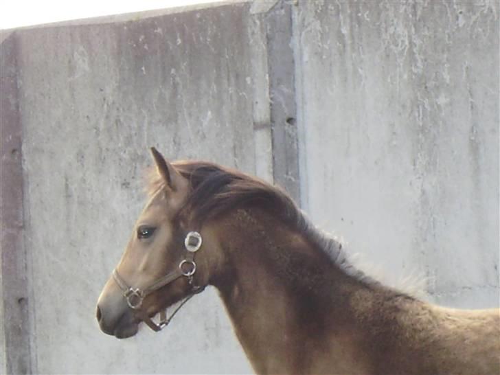 Anden særlig race Brammingborgs Cassiopia - "hmm skal jeg mon løbe efter Obbie?"xD billede 2
