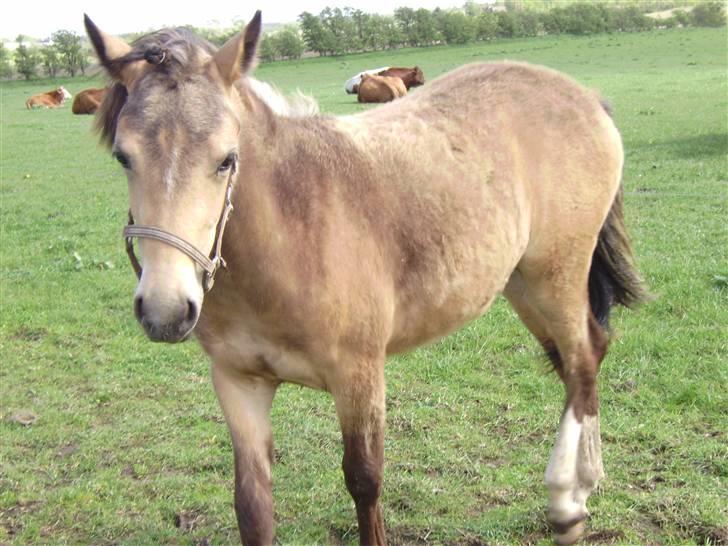 Anden særlig race Brammingborgs Cassiopia - "lad mig være!"xD billede 3