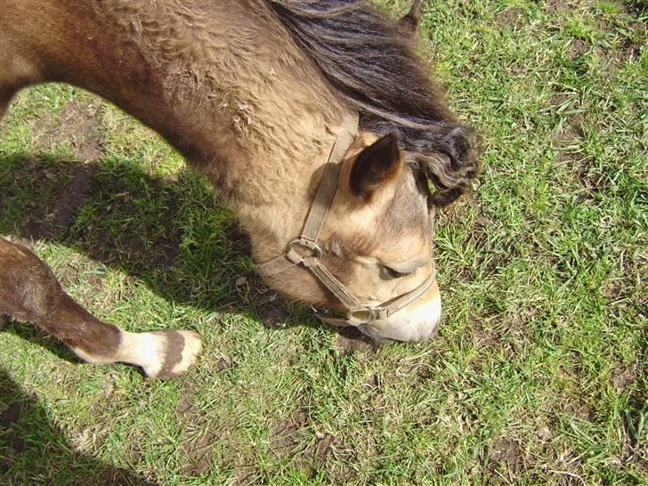 Anden særlig race Brammingborgs Cassiopia - "græs smager altså godt! kan du ikke se det?":) billede 4