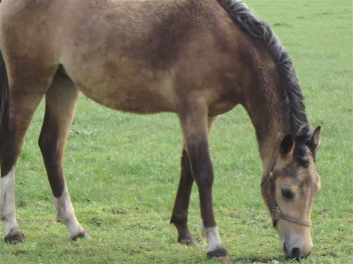 Anden særlig race Brammingborgs Cassiopia - "nu igen?!":) billede 5