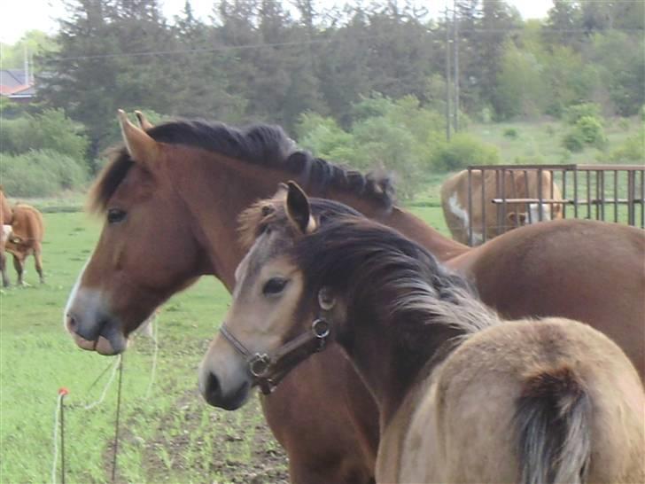 Anden særlig race Brammingborgs Cassiopia - "hva kigger du på Obbie?":D billede 6