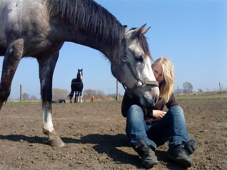 Fuldblod (XX) Warrior billede 11